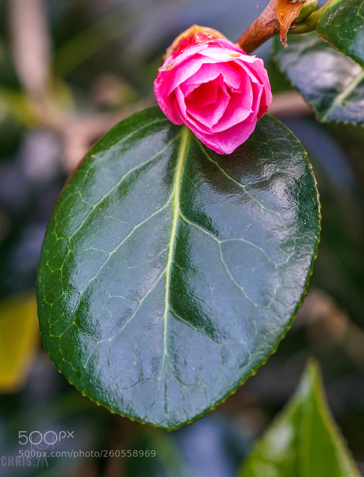 Sony a6000 sample photo. 1518-10.jpg photography