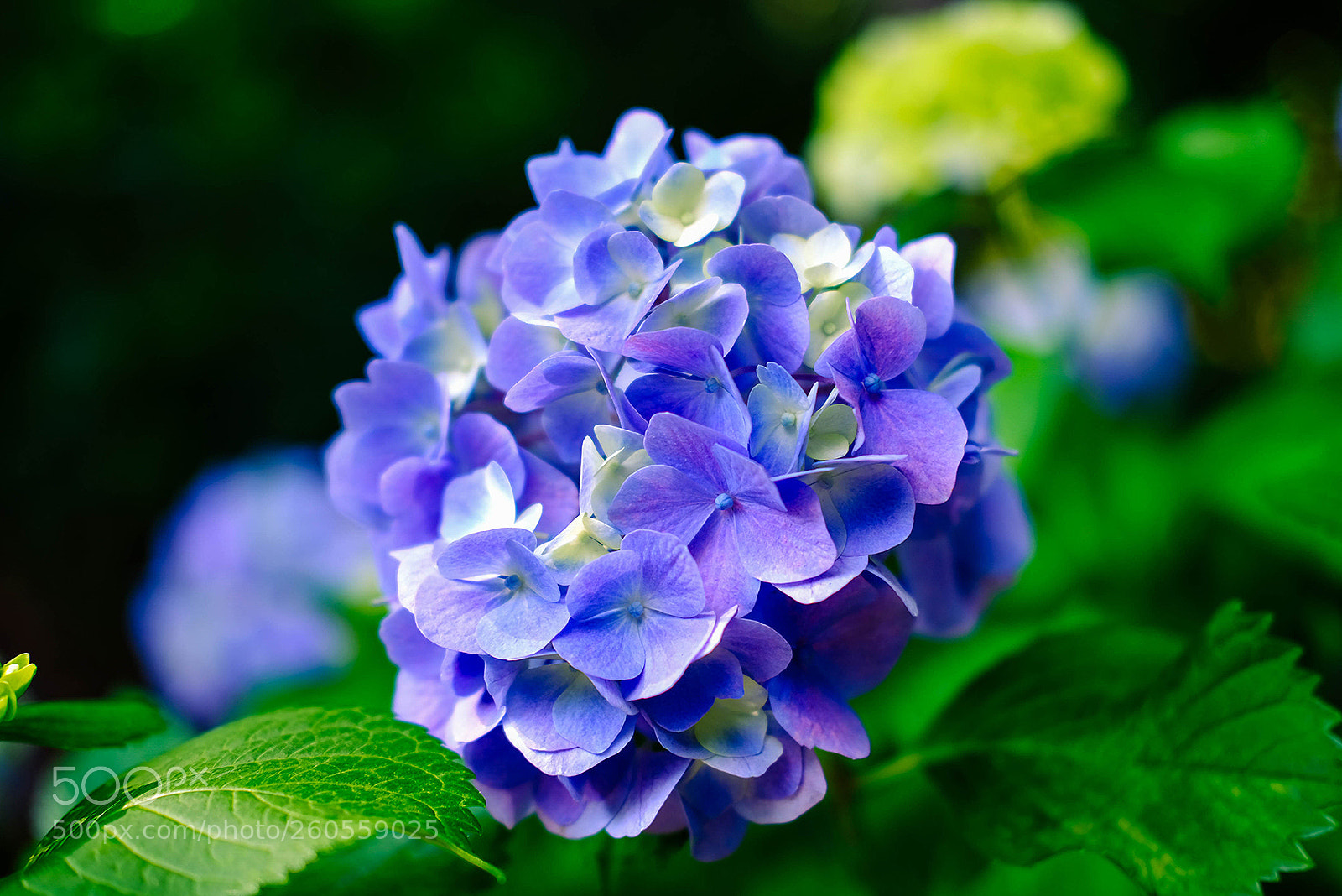 Fujifilm X-T2 sample photo. My flower photography