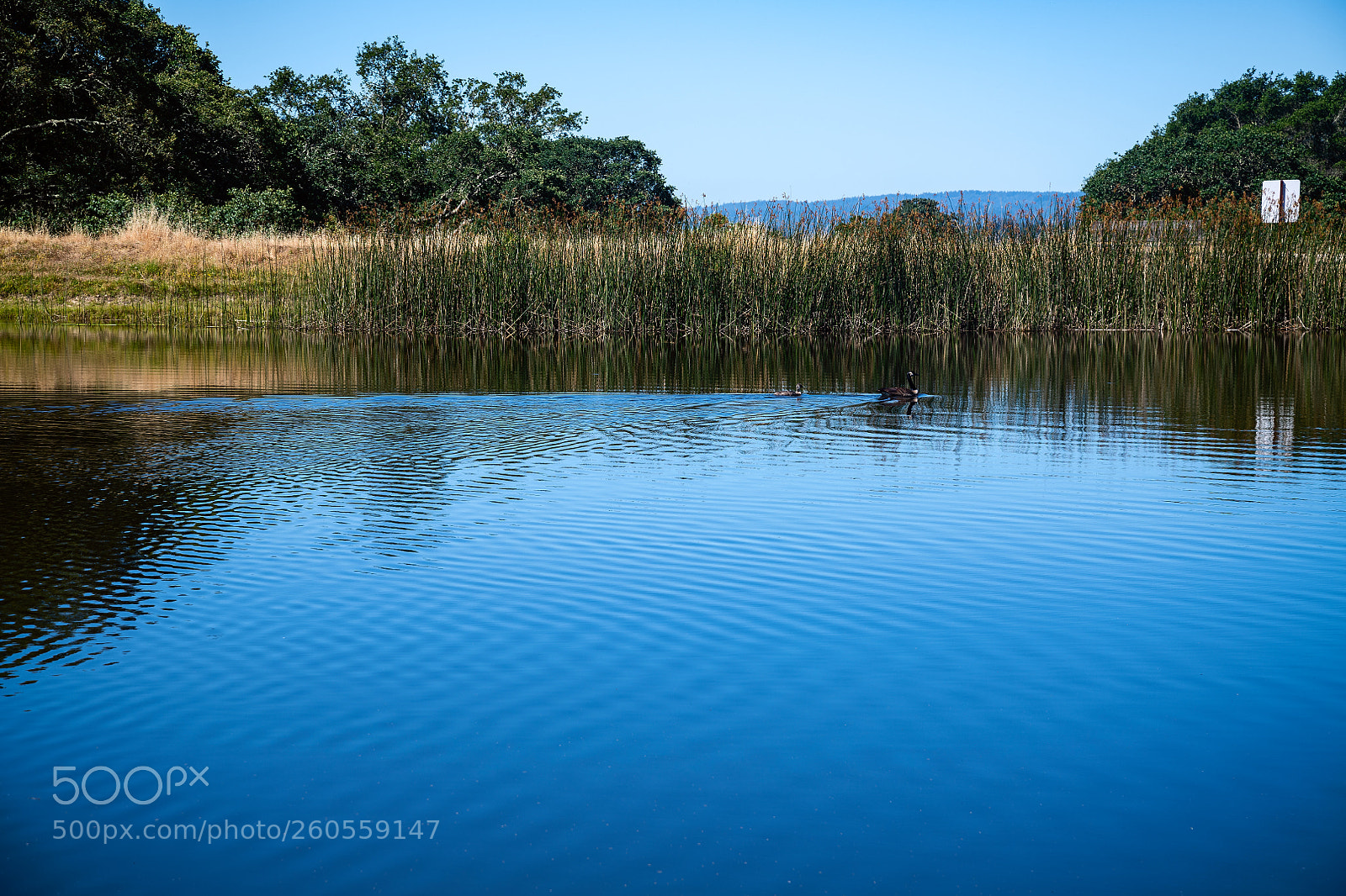 Nikon D850 sample photo. Serenity on the lake photography