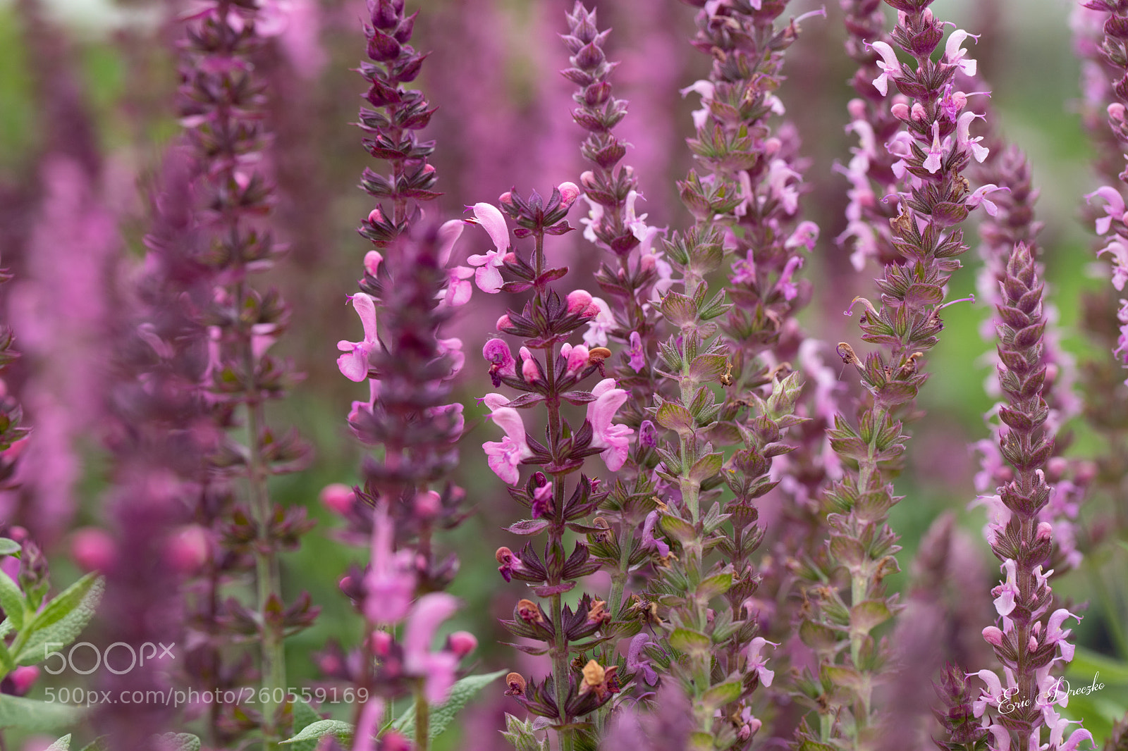 Canon EOS 5D Mark IV sample photo. Pink photography