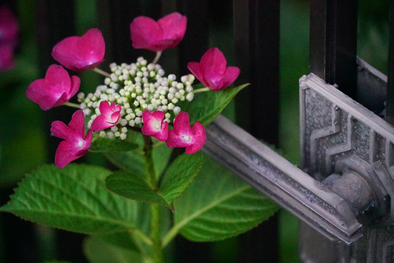 Sony a7S sample photo. Hydrangea photography