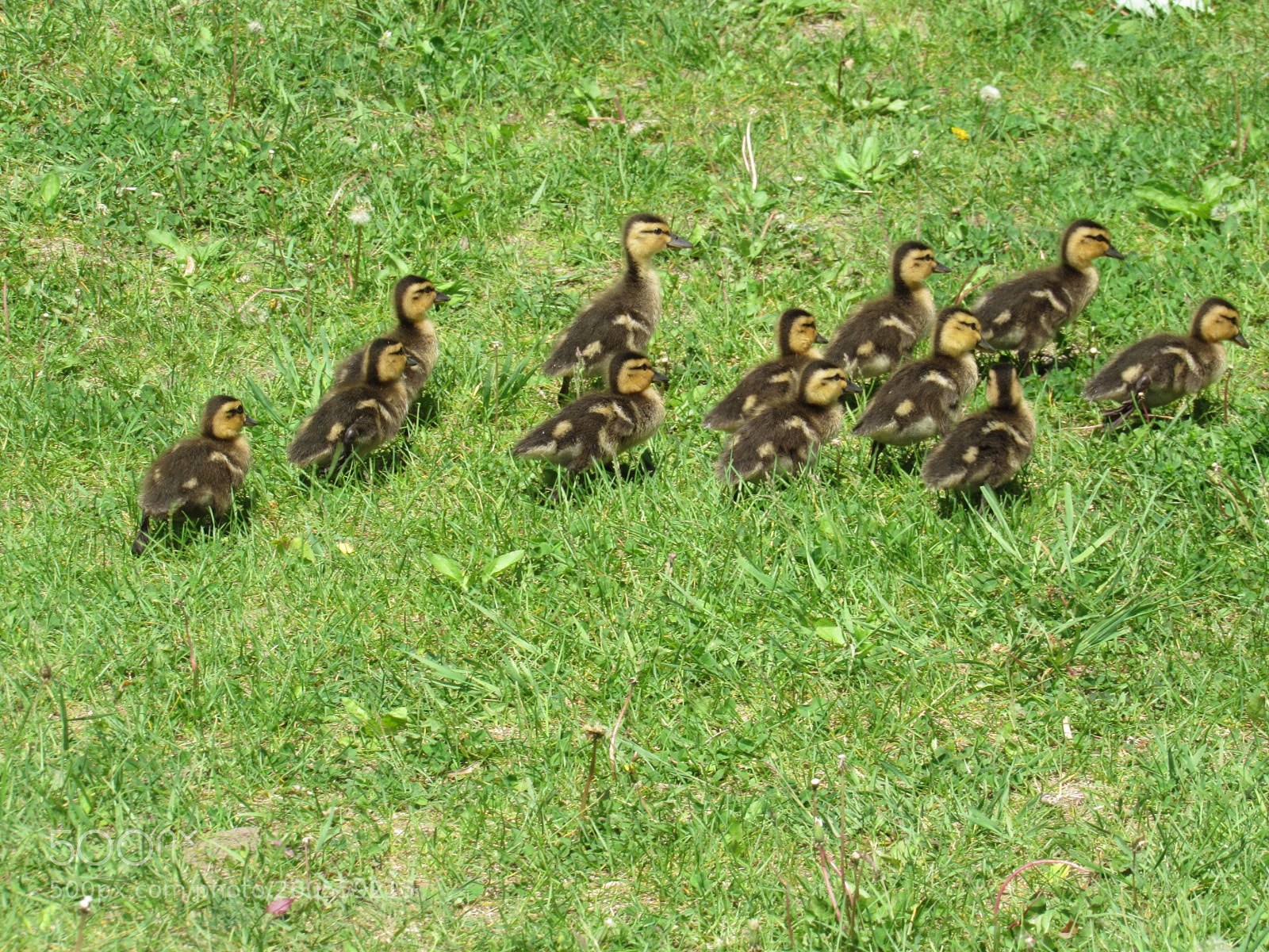 Canon PowerShot SX530 HS sample photo. Baby ducklings photography