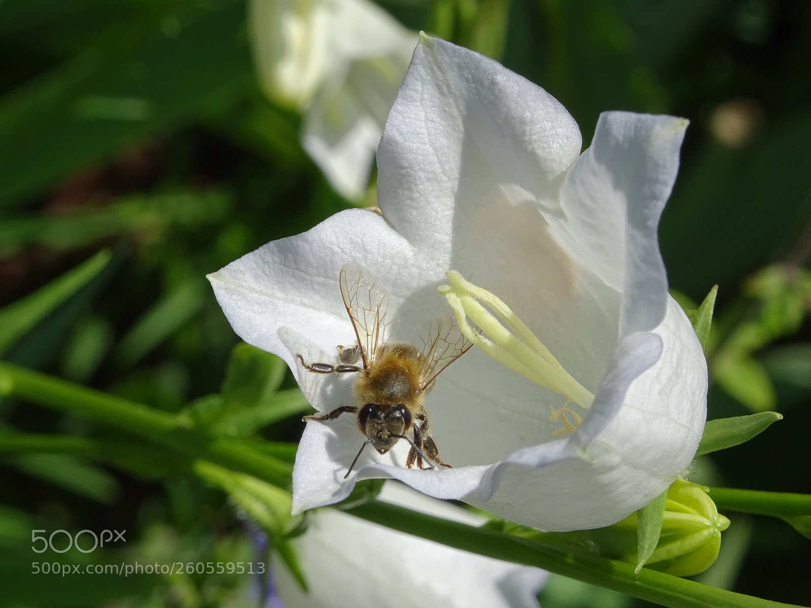 Sony DSC-HX60V sample photo. A feast for the photography