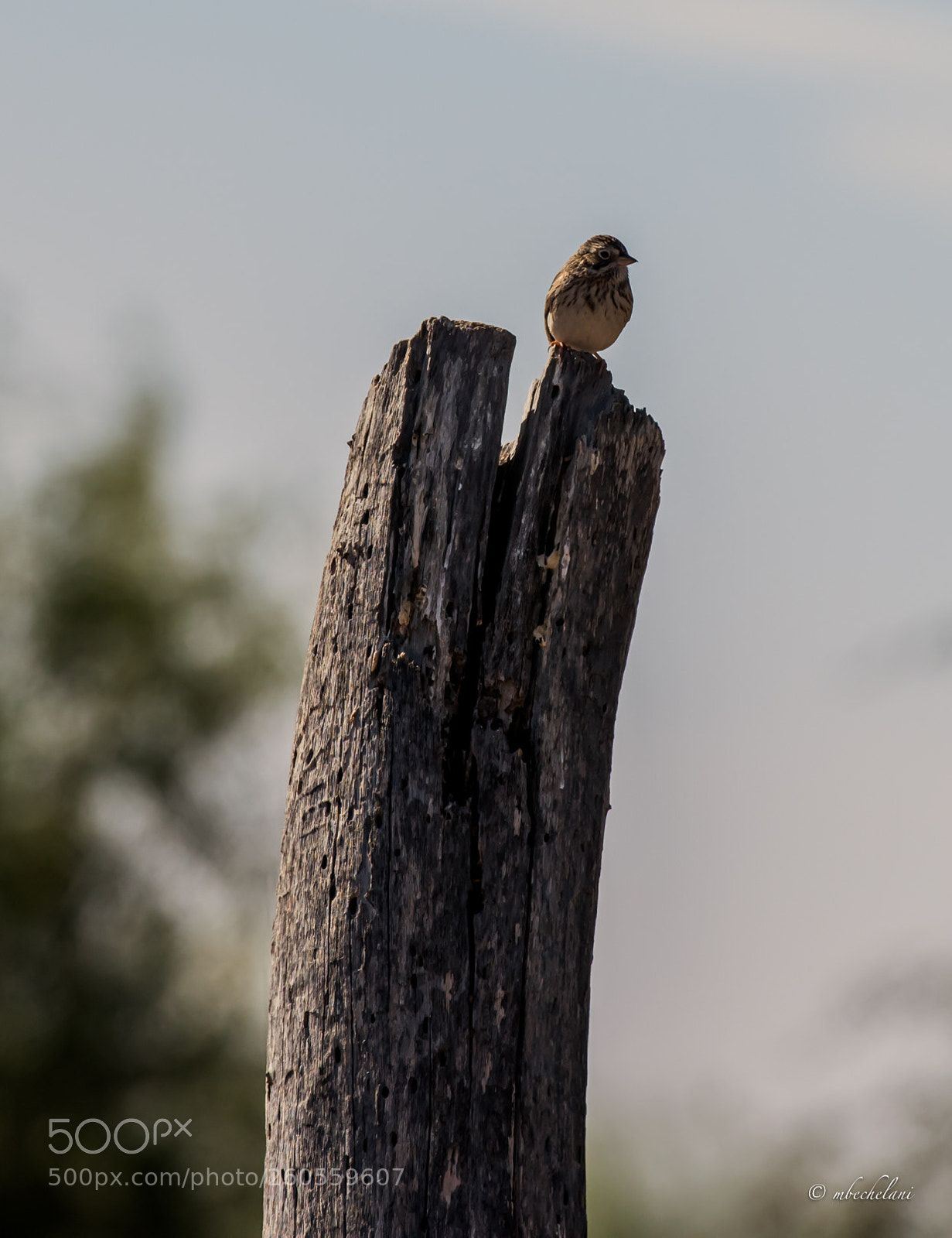Nikon D810 sample photo. Mbs photography