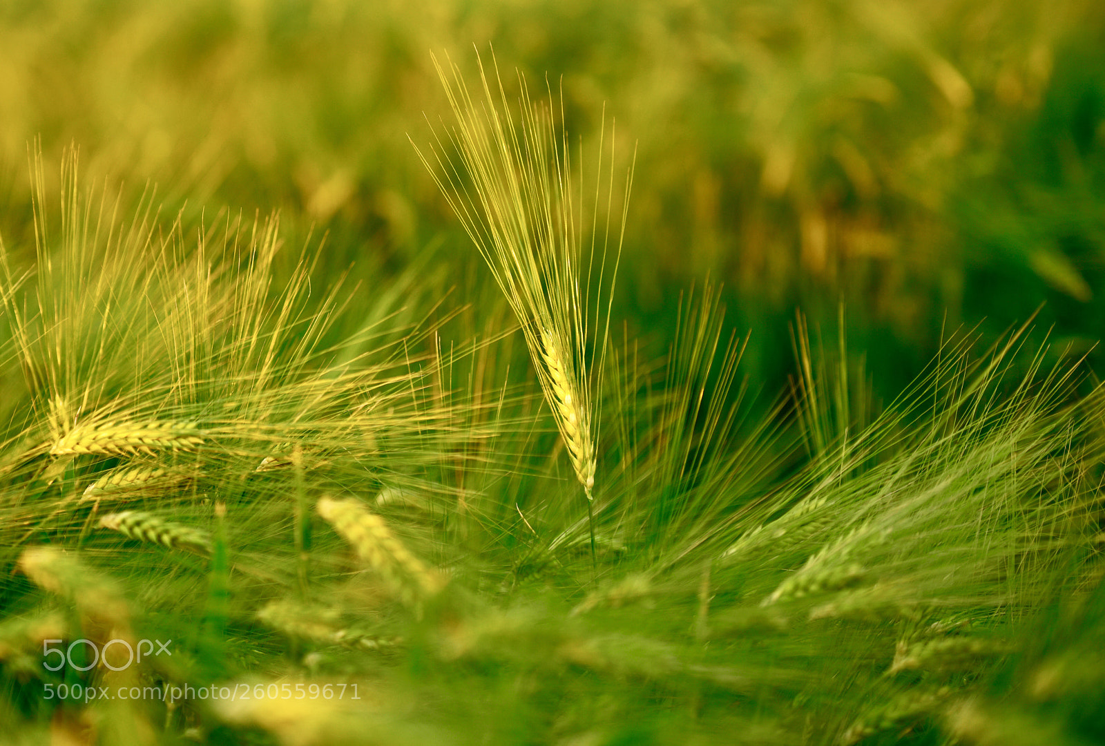Nikon D850 sample photo. Barley - gerste photography