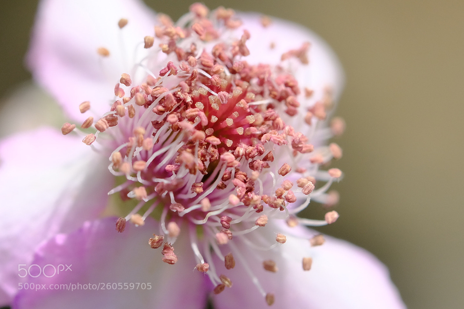Fujifilm X-T20 sample photo. Flower photography