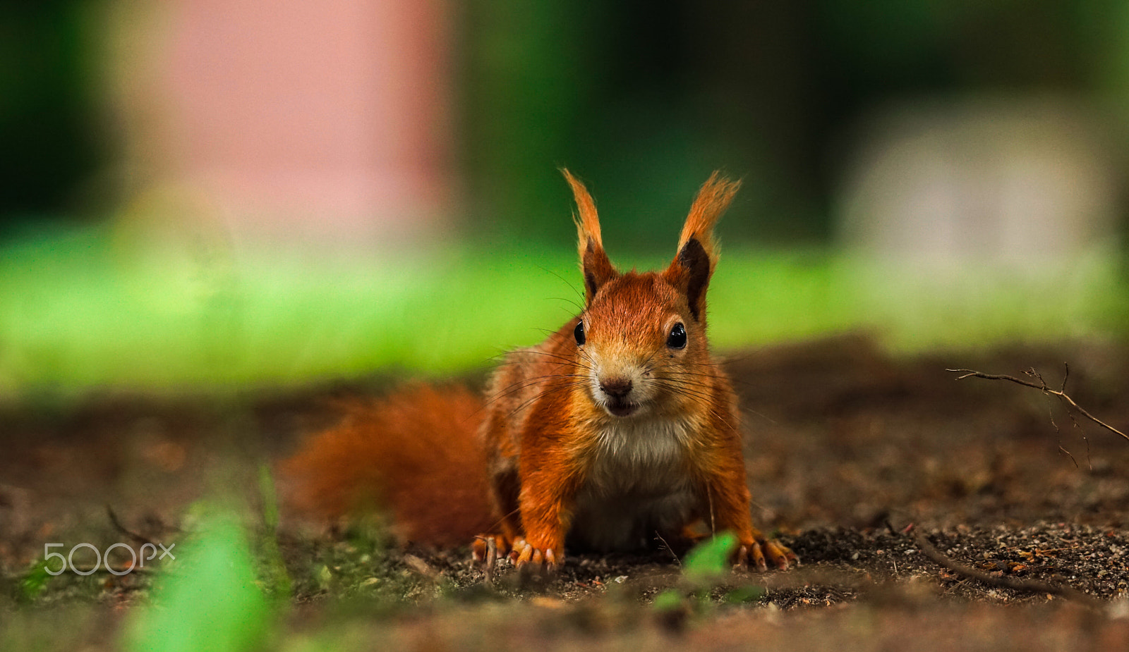 Sony SLT-A68 sample photo. Squirrel photography