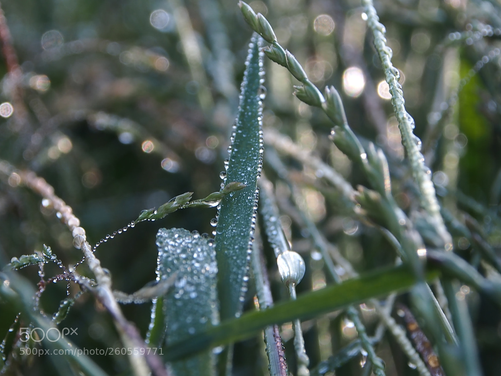 Olympus OM-D E-M5 sample photo. Grass in the morning photography