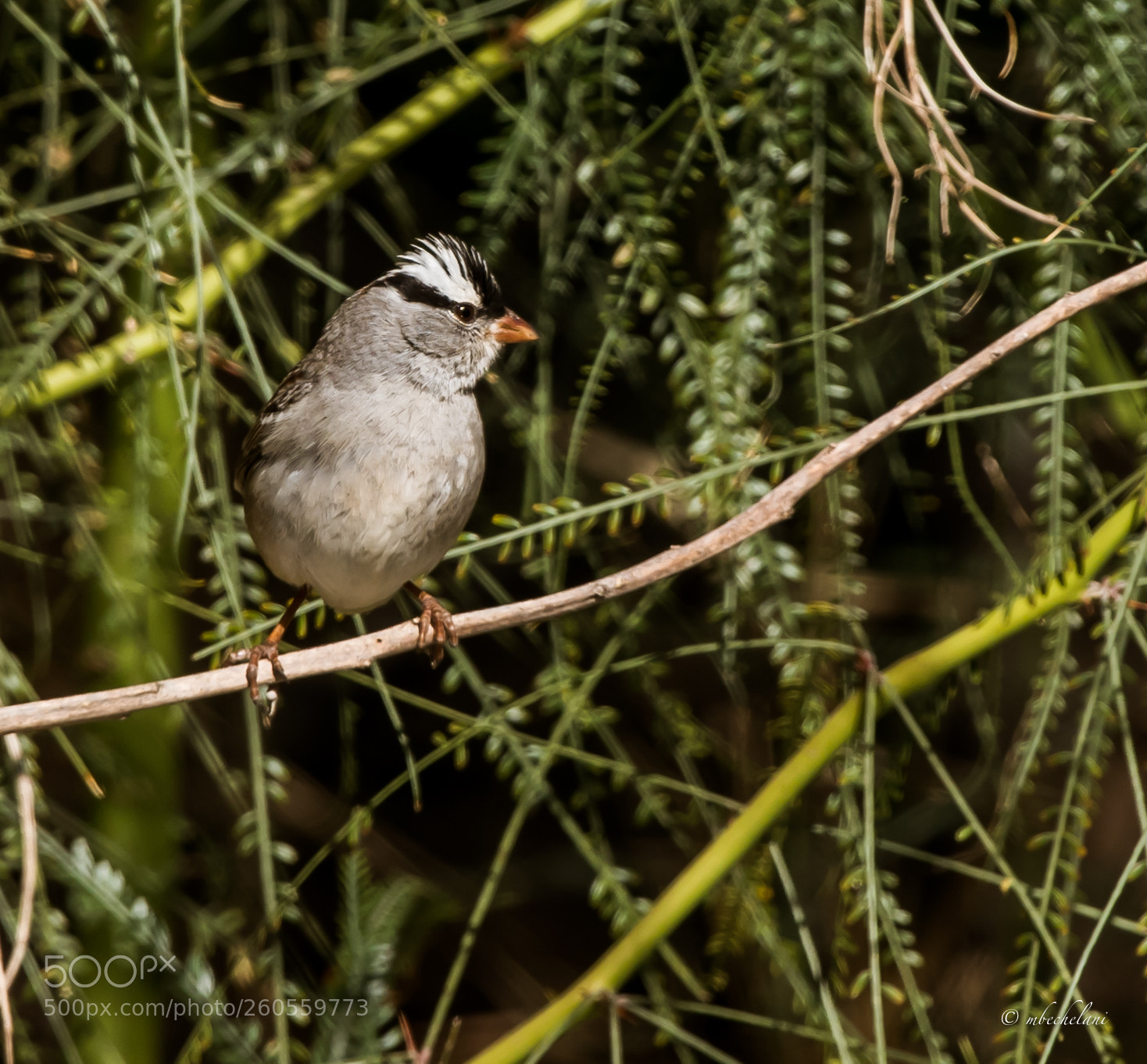 Nikon D810 sample photo. Mbs photography