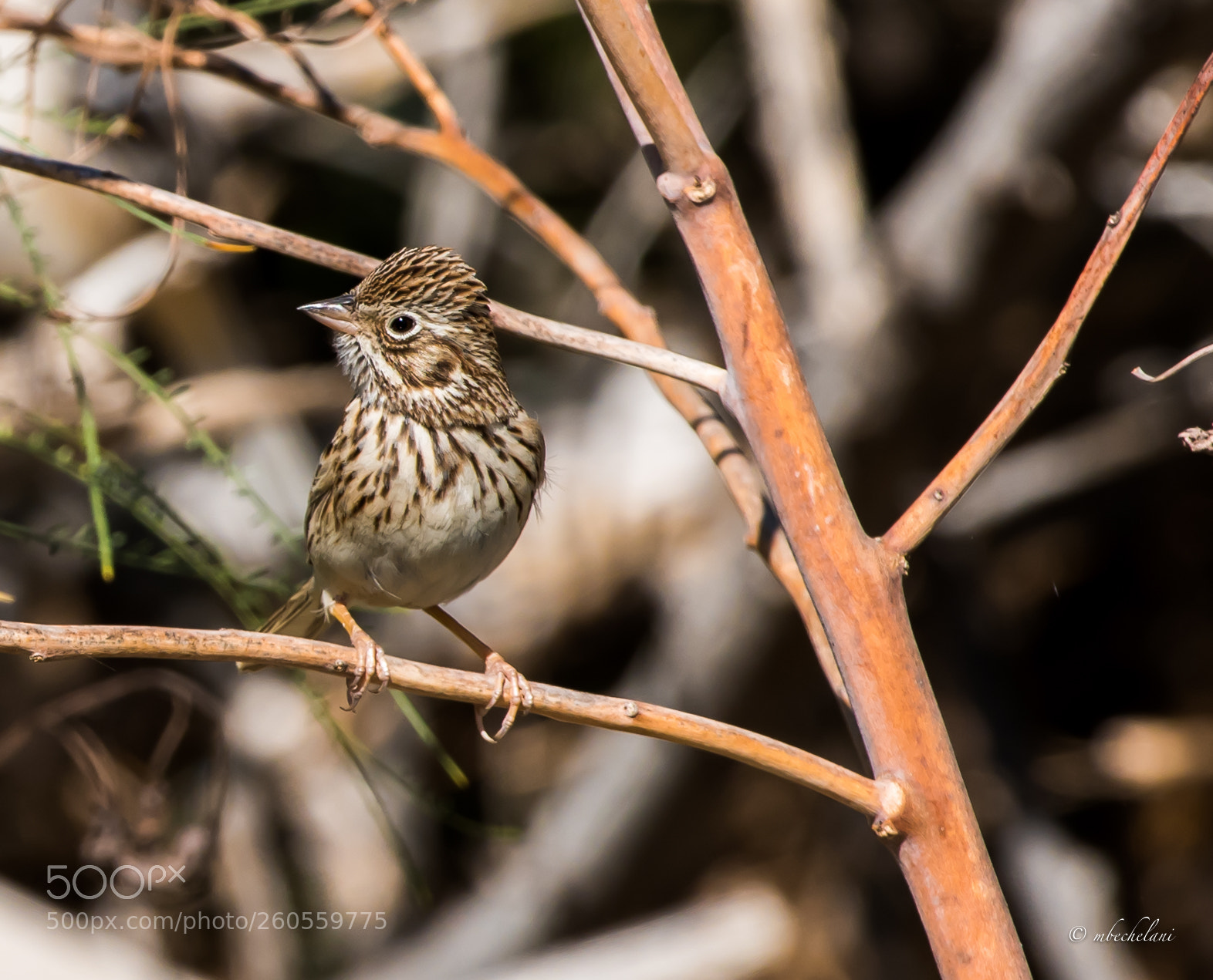 Nikon D810 sample photo. Mbs photography