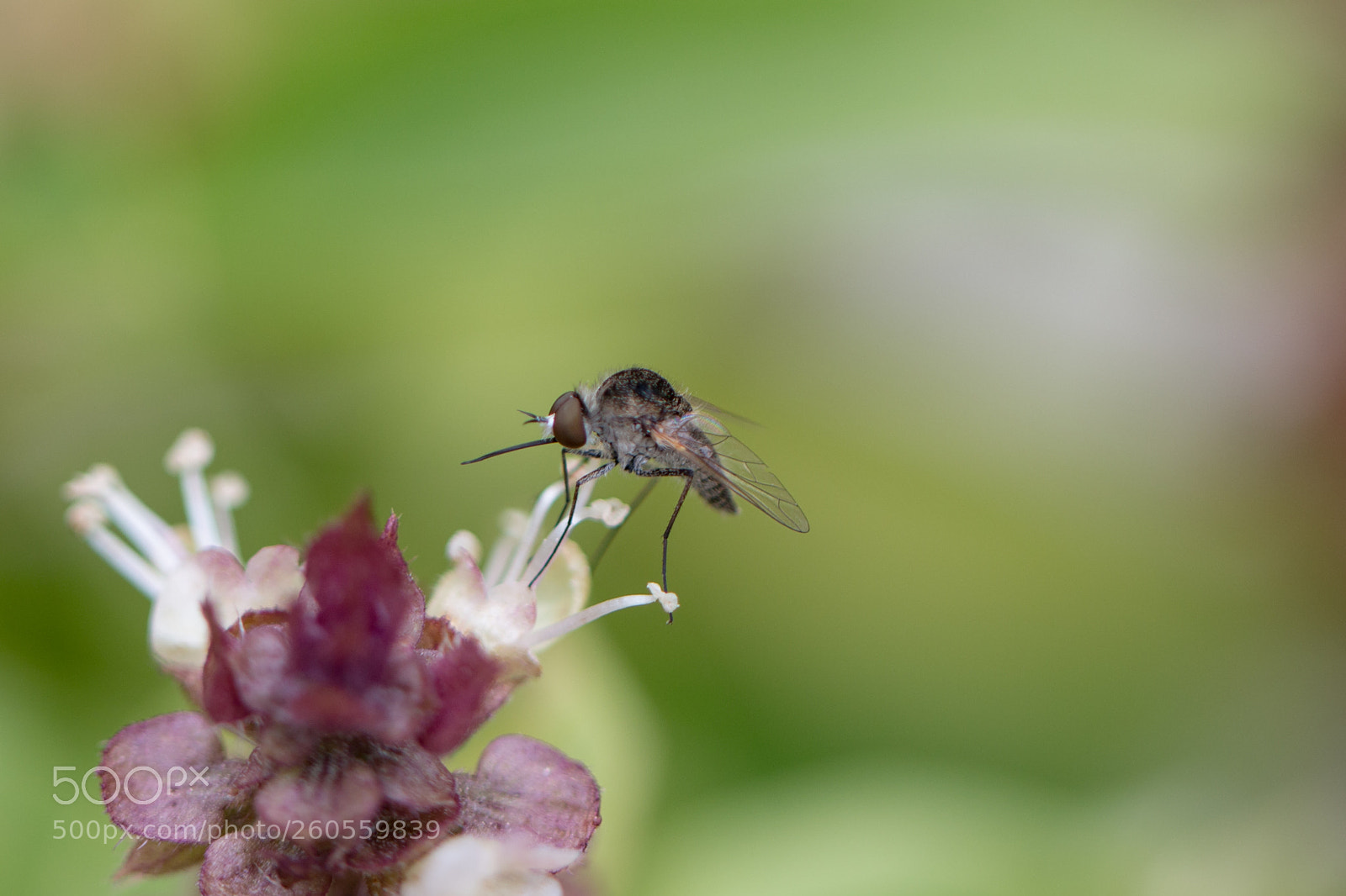Canon EOS 70D sample photo. Mosquito photography