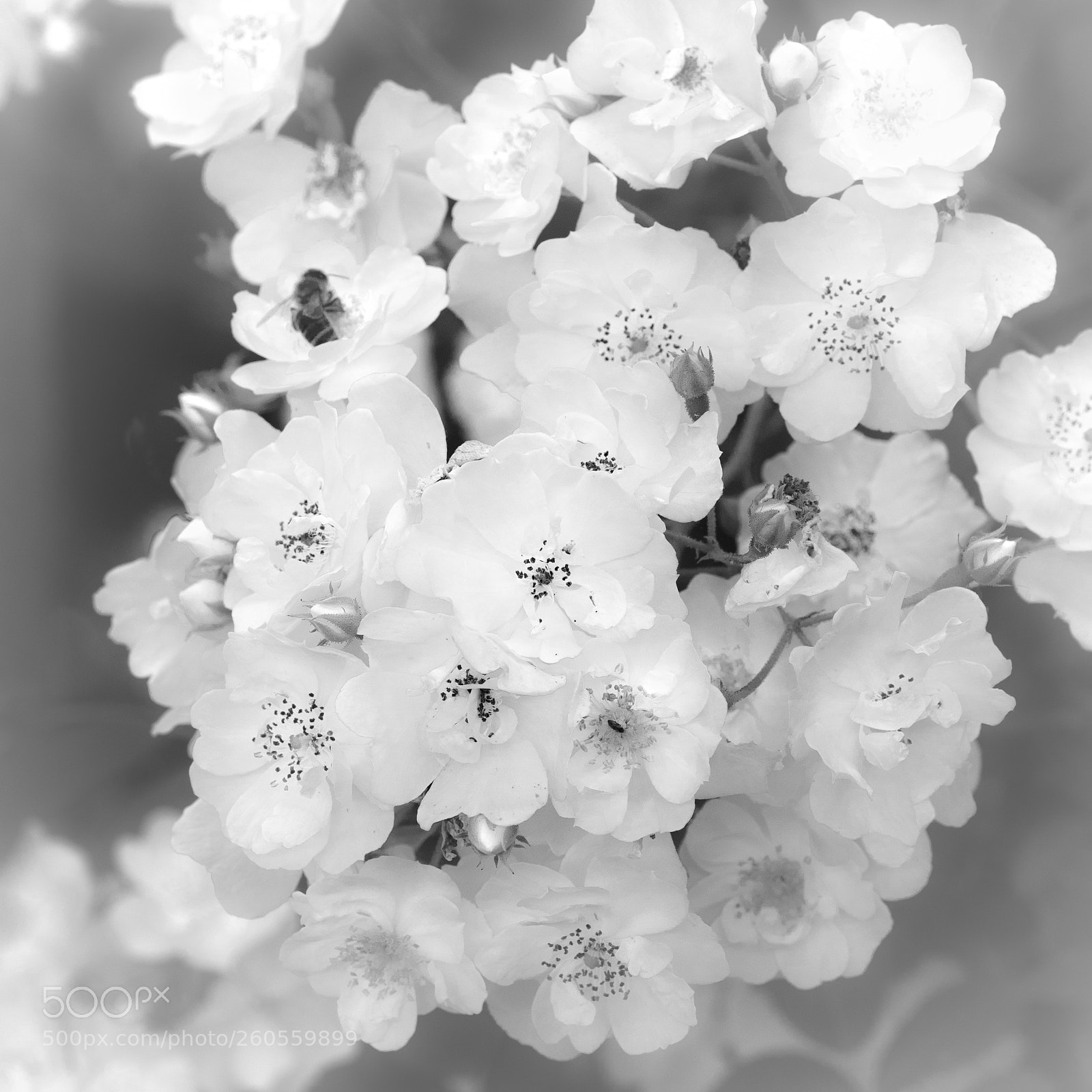Nikon D500 sample photo. Les blanches photography