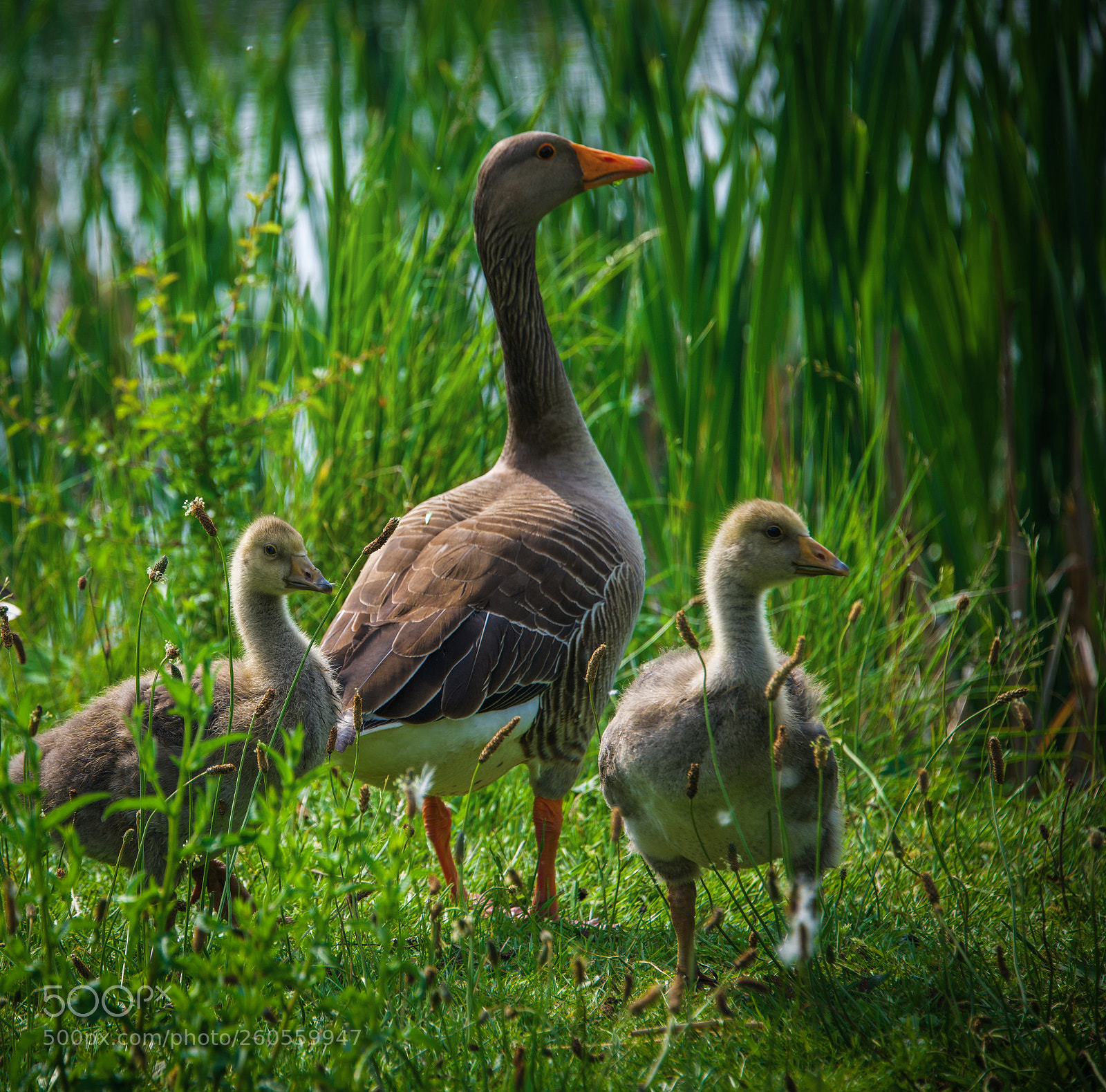 Nikon D850 sample photo. Untitled photography