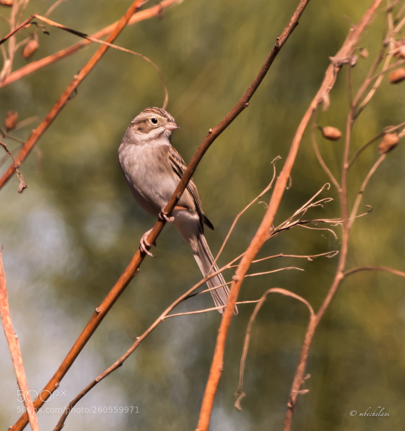 Nikon D810 sample photo. Mbs photography
