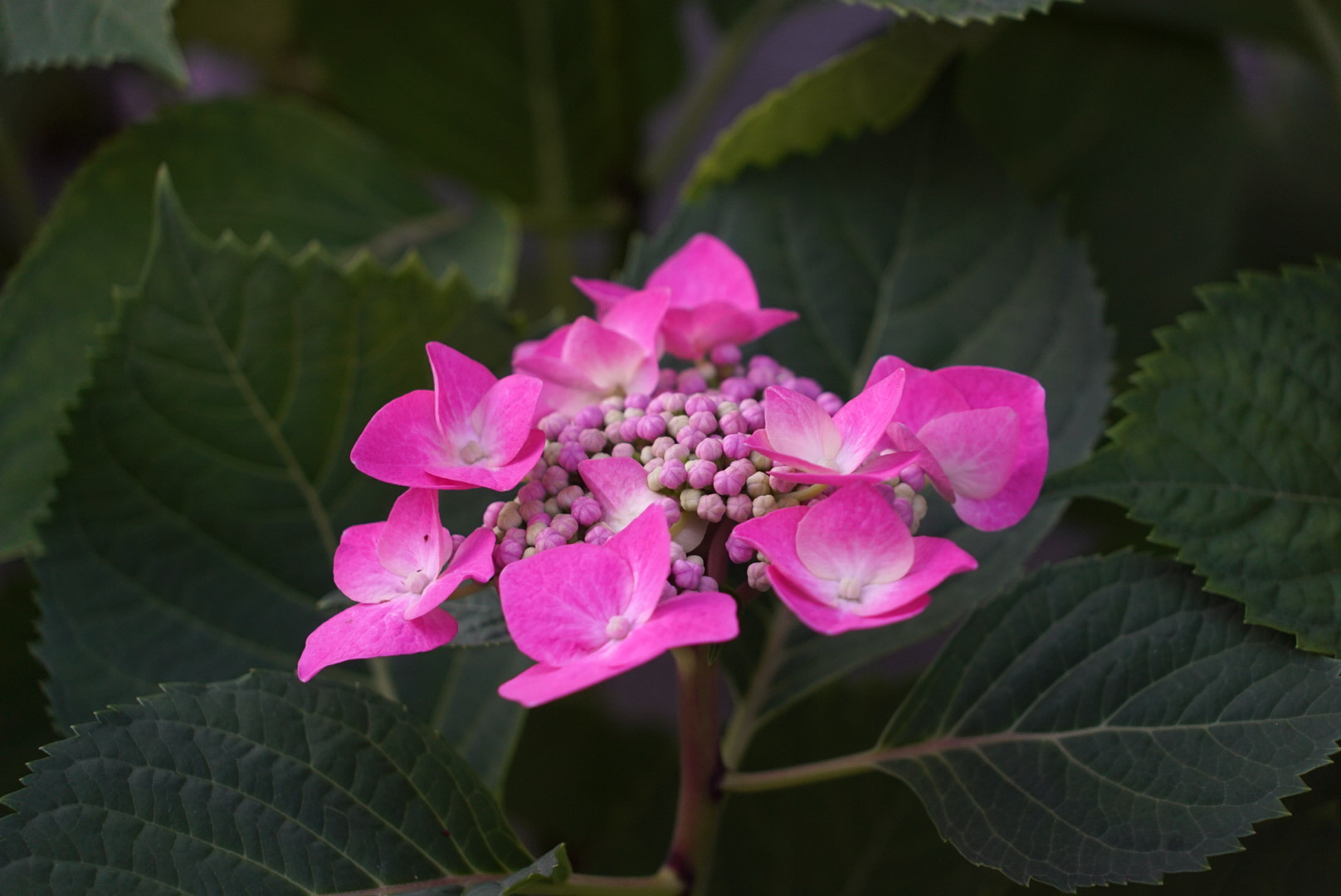 Sony a7S sample photo. Hydrangea photography