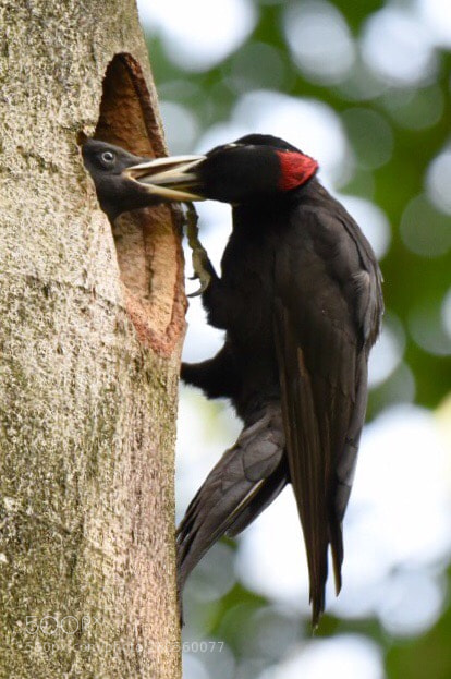 Nikon D750 sample photo. Black woodpecker photography
