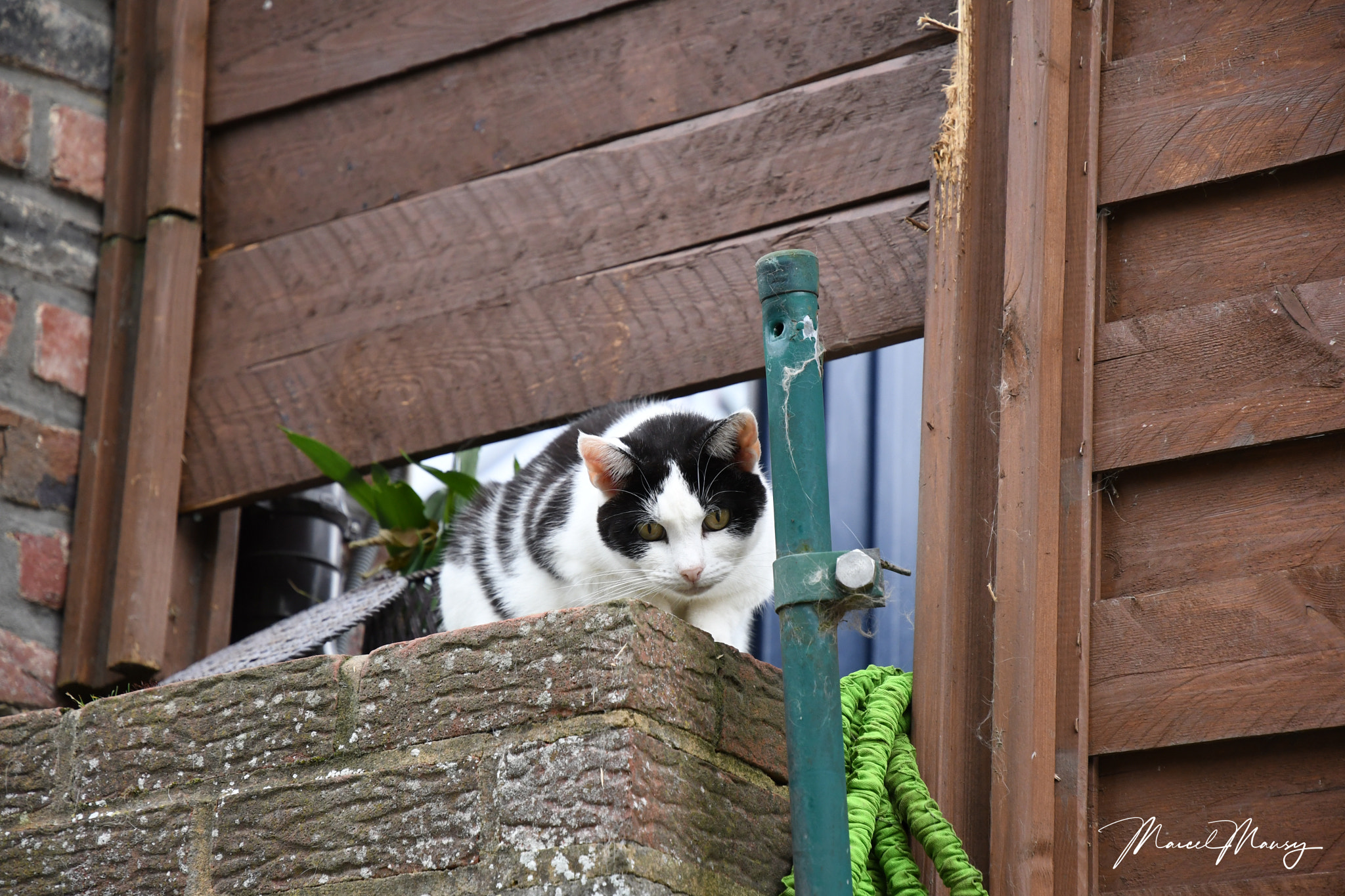 Nikon D500 sample photo. Chat curieux photography