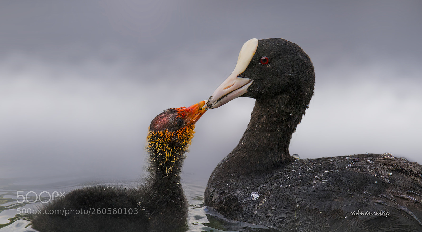 Nikon D5 sample photo. Sakarmeke - eurasian coot photography