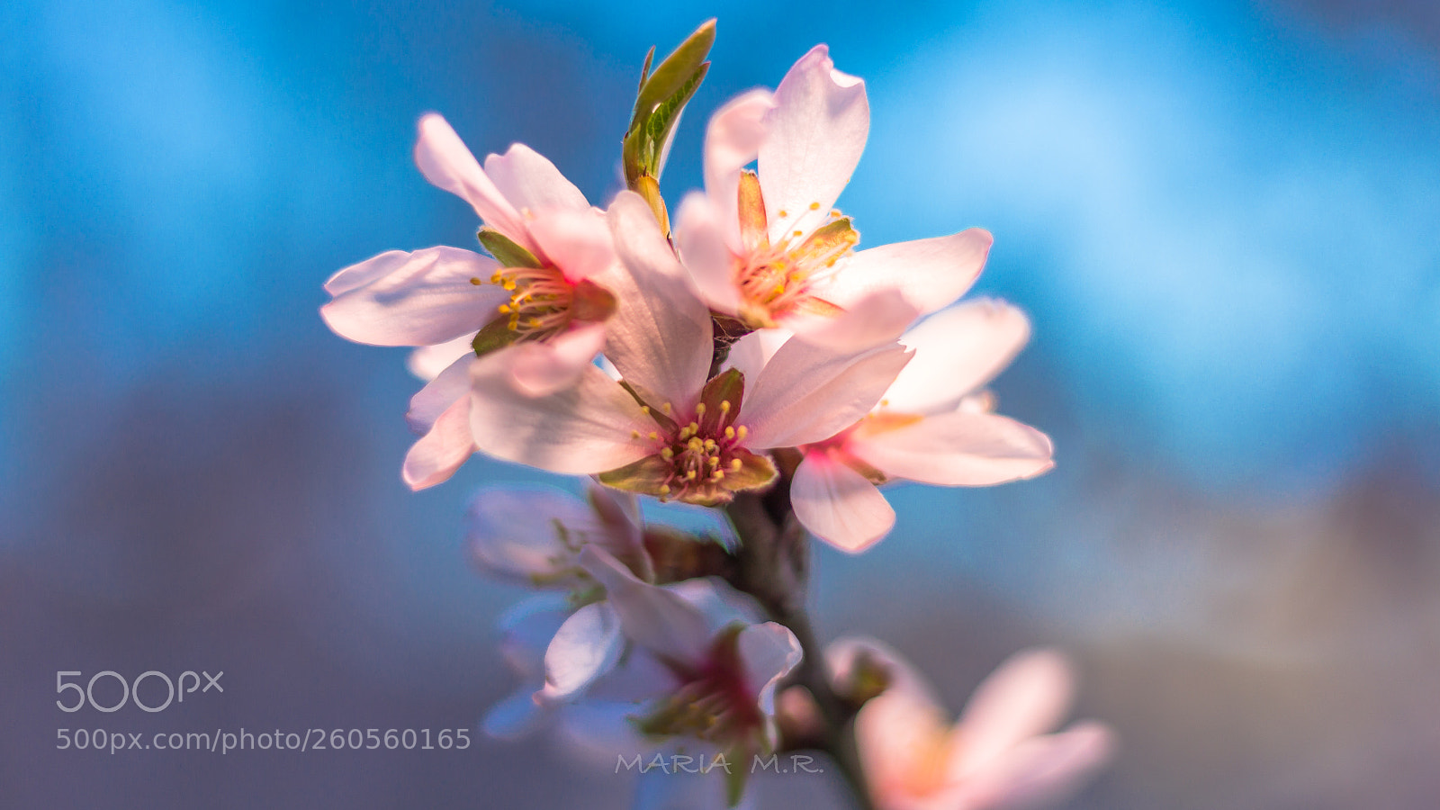 Canon EOS 650D (EOS Rebel T4i / EOS Kiss X6i) sample photo. Almendros photography