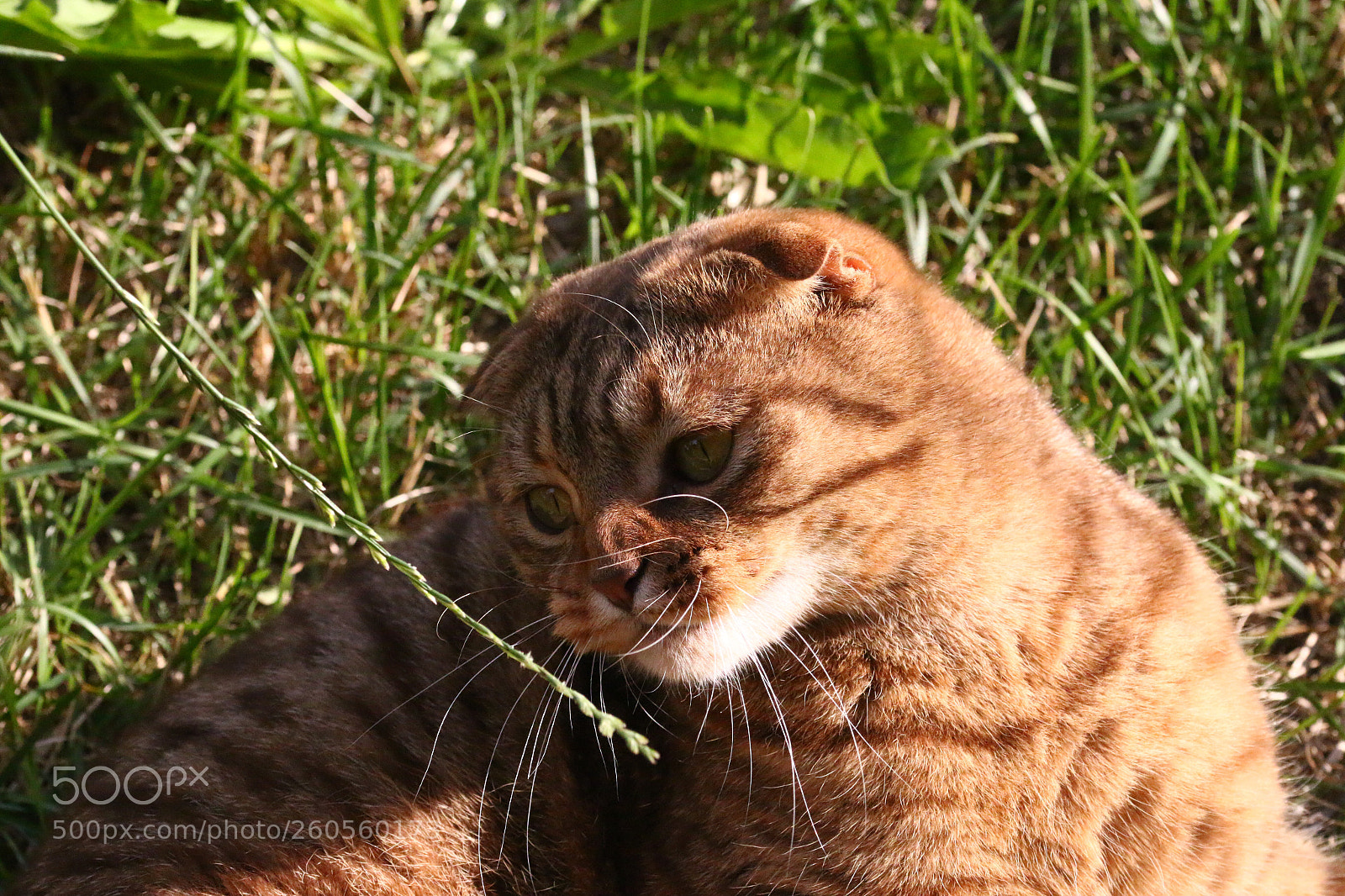 Canon EOS 70D sample photo. Brutus photography