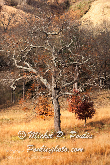 Canon EOS 350D (EOS Digital Rebel XT / EOS Kiss Digital N) sample photo. Barren tree on biltmore photography