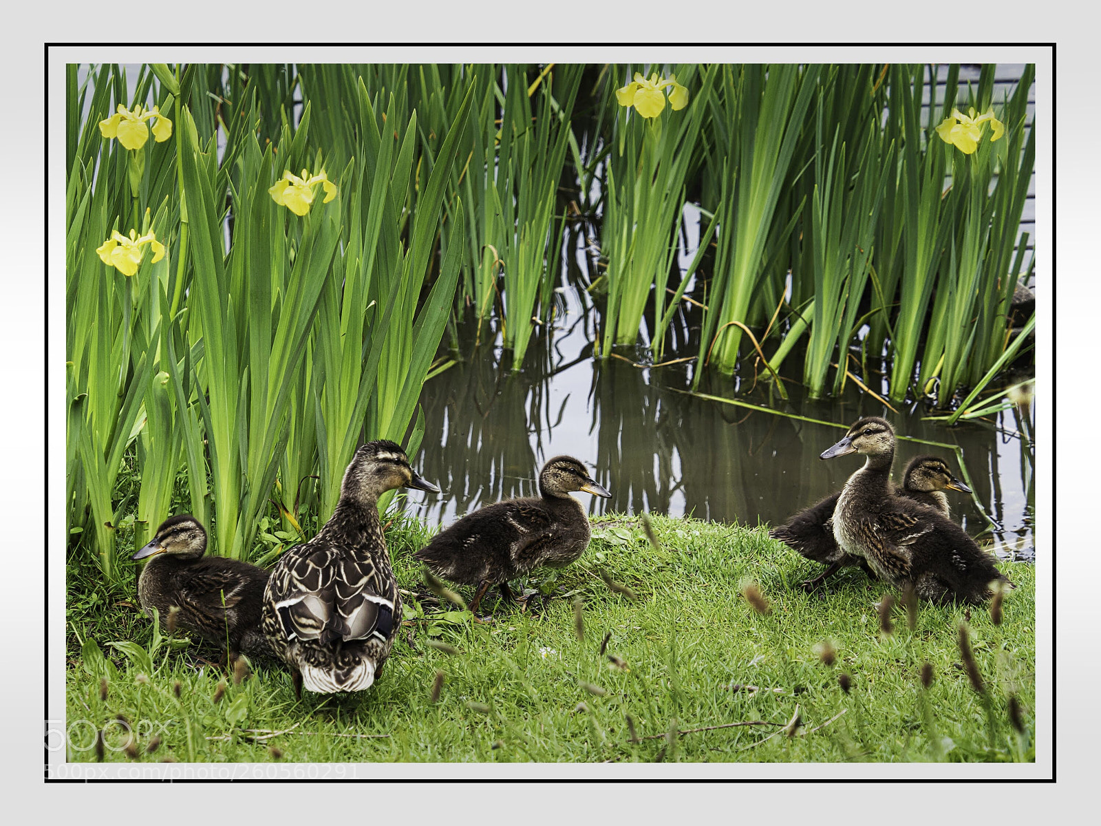 Olympus OM-D E-M5 II sample photo. Ducklings with proud mum photography