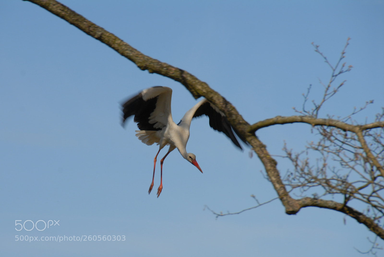 Nikon D200 sample photo. Stork photography