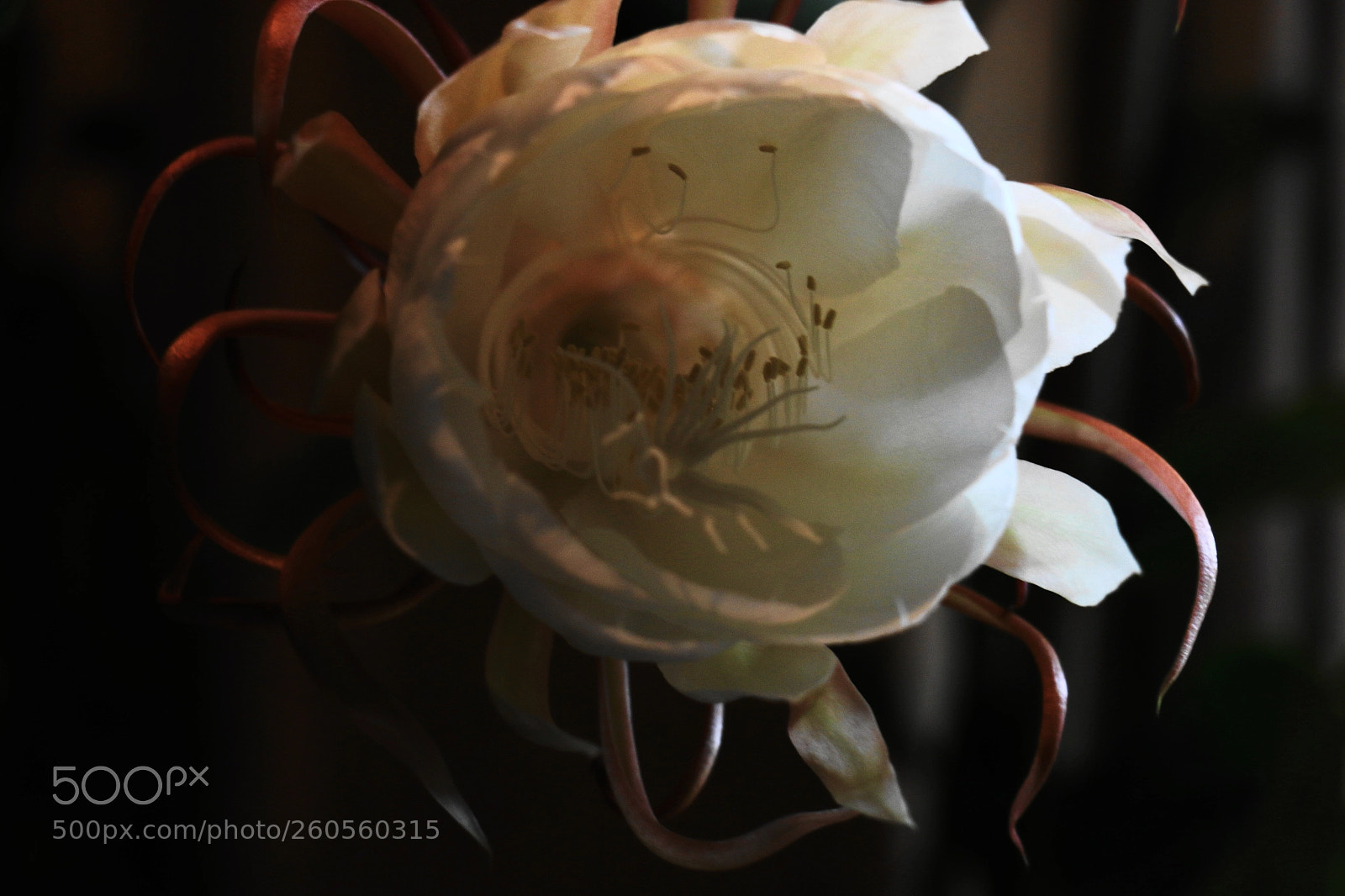 Canon EOS 70D sample photo. Princess for a night photography