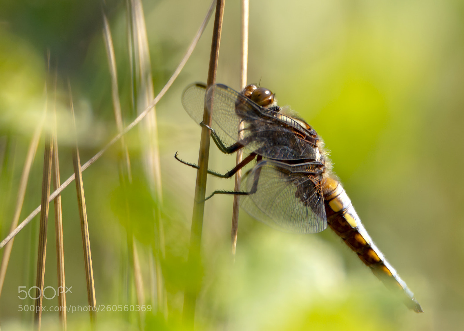 Nikon D7100 sample photo. Broad bodied chaser photography