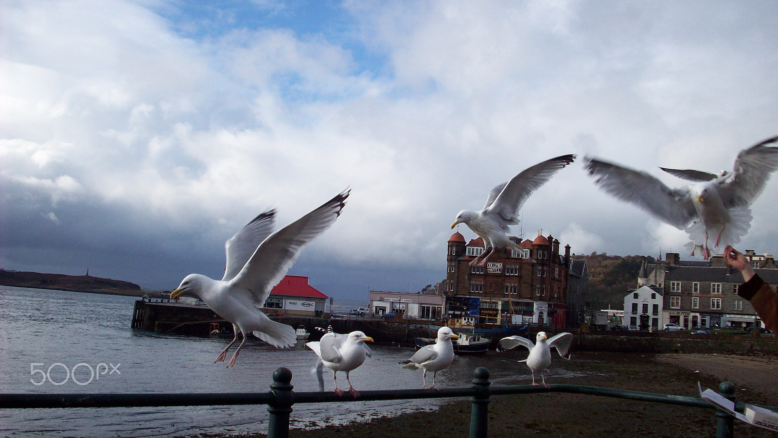 Kodak EASYSHARE M753 ZOOM DIGITAL CAMERA sample photo. Seagulls in oban photography