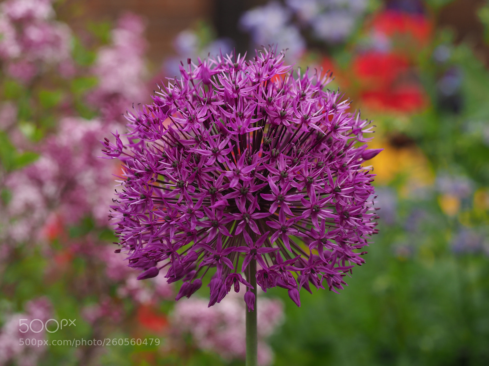 Olympus OM-D E-M1 Mark II sample photo. Allium photography
