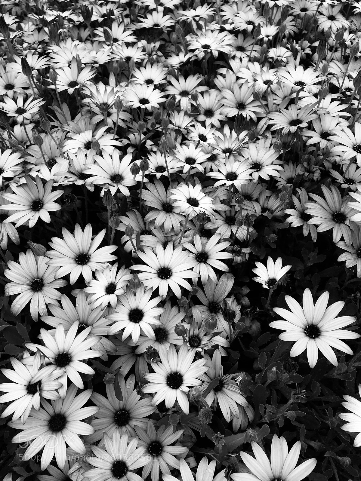 Apple iPhone 6s sample photo. Irish flowers photography