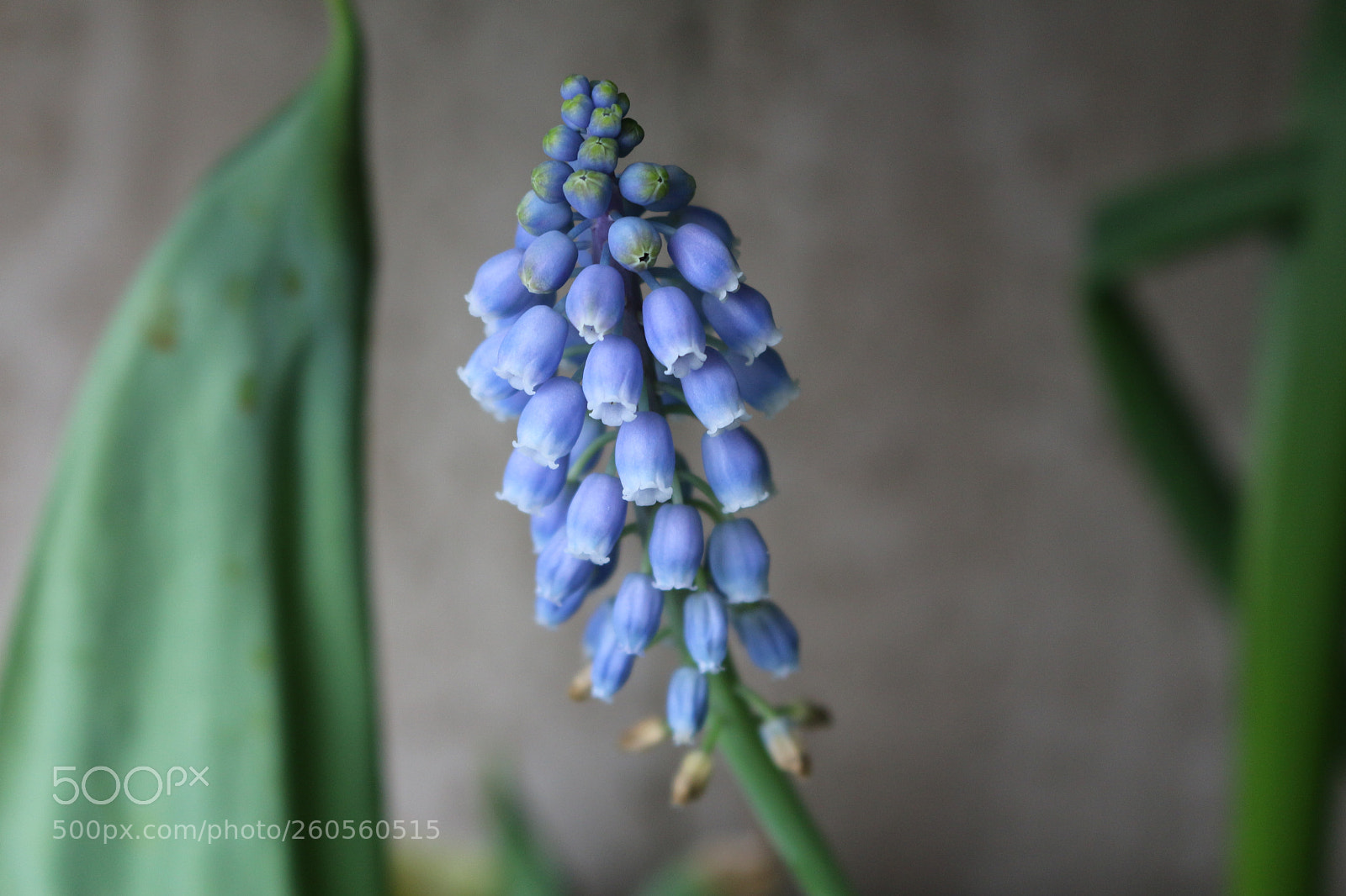 Canon EOS 700D (EOS Rebel T5i / EOS Kiss X7i) sample photo. Muscari flower photography