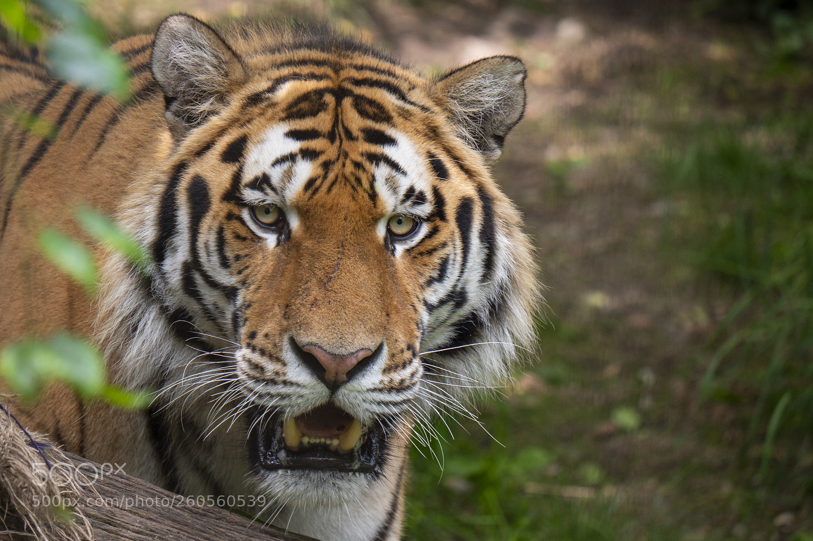 Panasonic Lumix DC-G9 sample photo. Tiger photography
