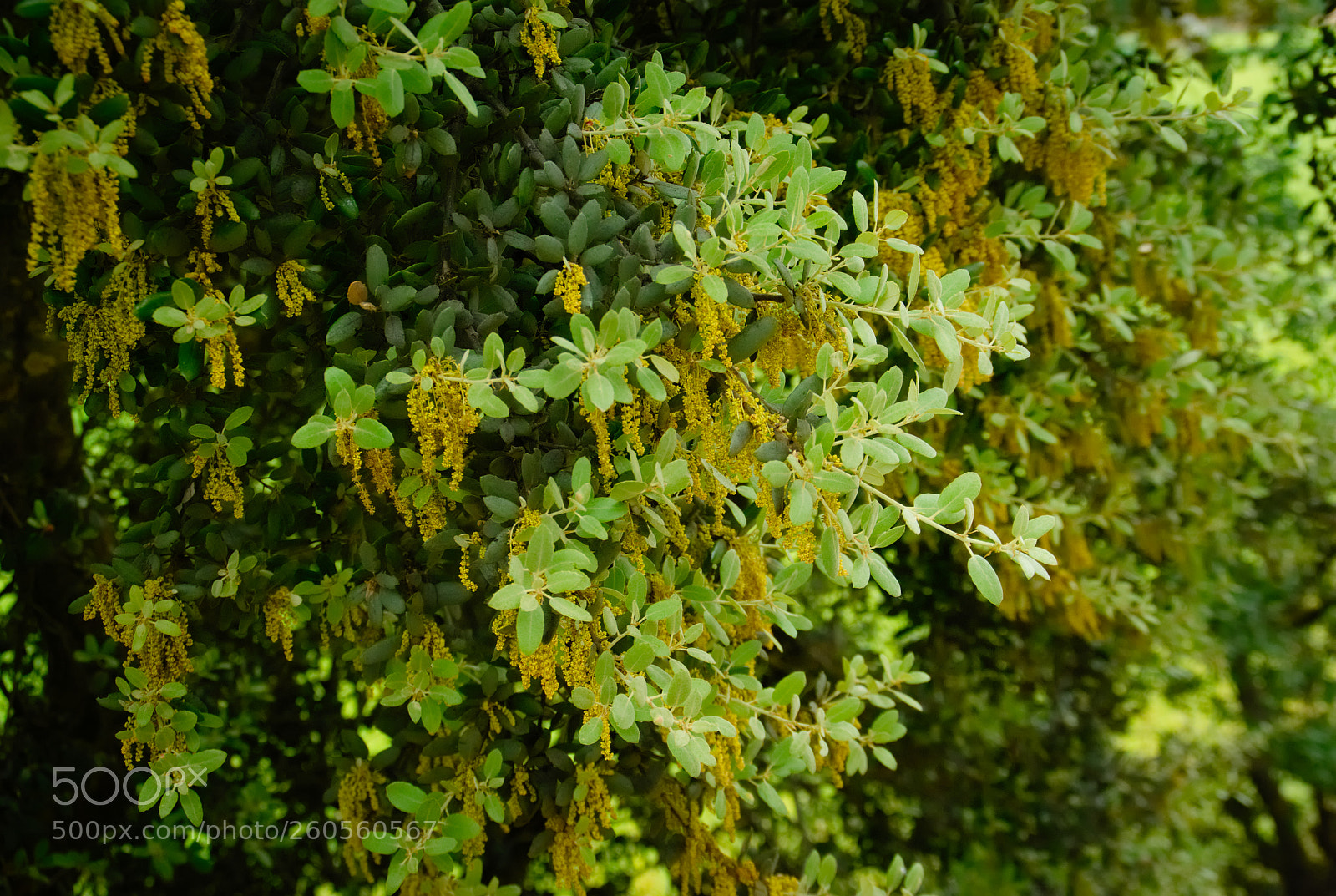 Pentax K10D sample photo. Green spring... photography