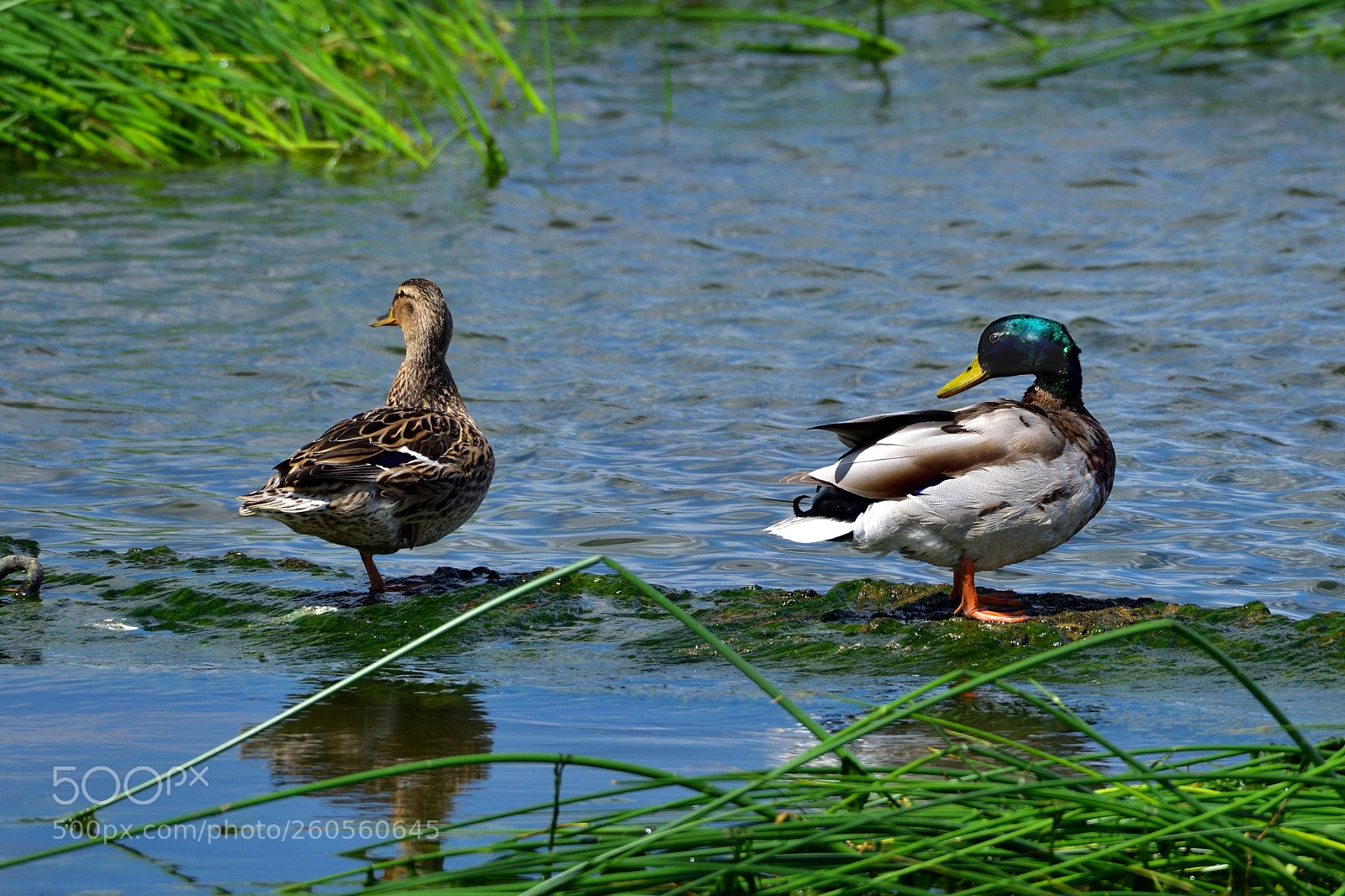 Nikon D810 sample photo. Is it mutual photography