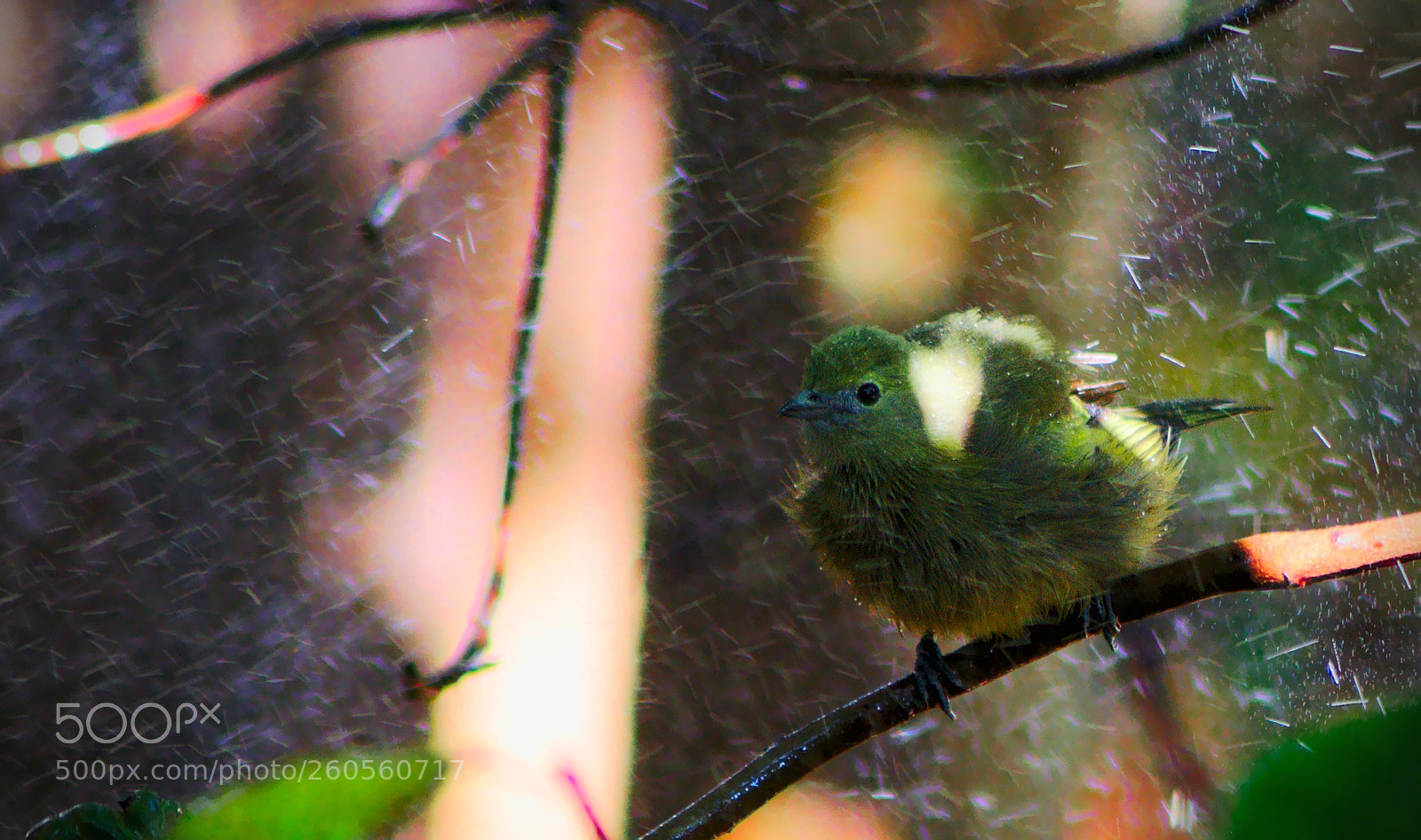 Nikon D90 sample photo. Tangara palmarium - refreshing photography