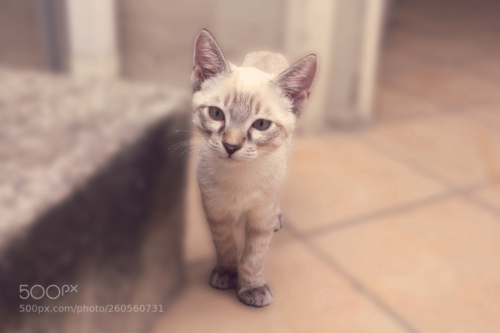 Canon EOS 700D (EOS Rebel T5i / EOS Kiss X7i) sample photo. Little cat photography