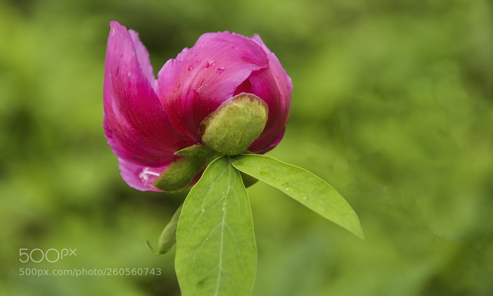 Nikon D90 sample photo. Forest rose photography