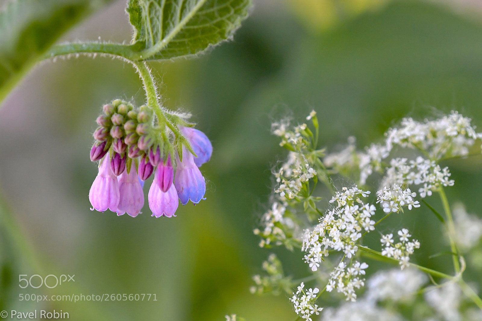 Nikon D5 sample photo. Bellflower photography