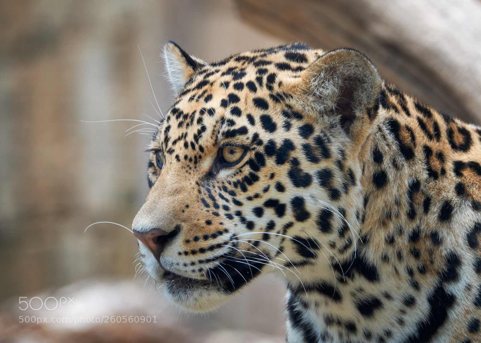 Fujifilm X-H1 sample photo. Jaguar portrait photography