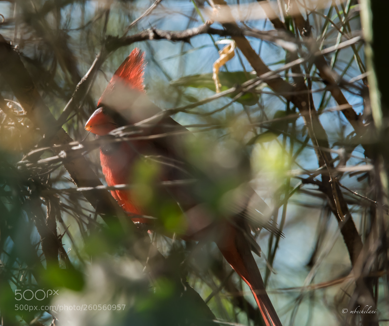 Nikon D810 sample photo. Mbs photography