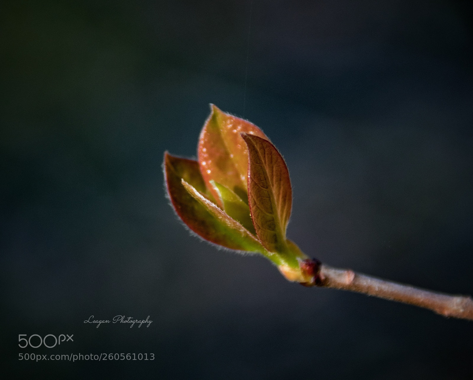 Canon EOS 80D sample photo. Spring has sprung photography