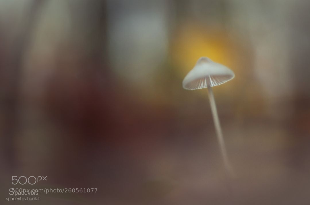 Nikon D5000 sample photo. Last mushroom photography