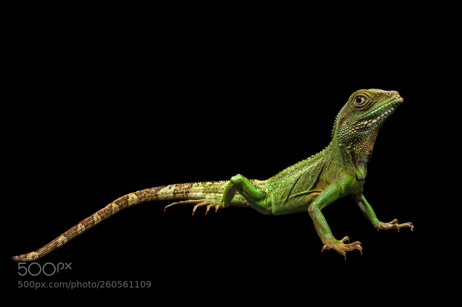 Sony a7 III sample photo. Chinese water dragon photography