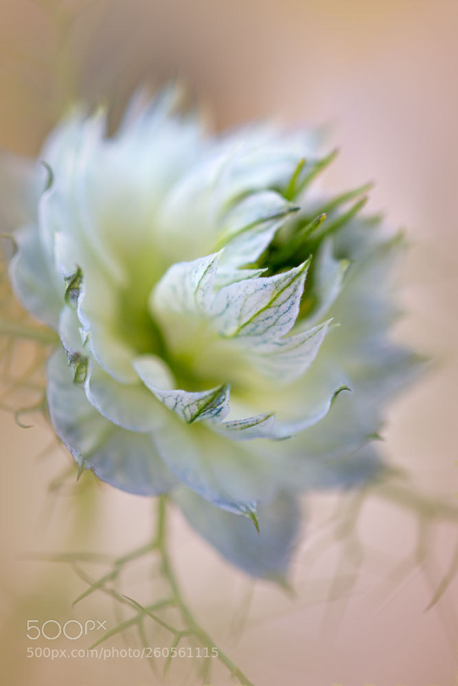 Canon EOS 70D sample photo. Love-in-a-mist photography