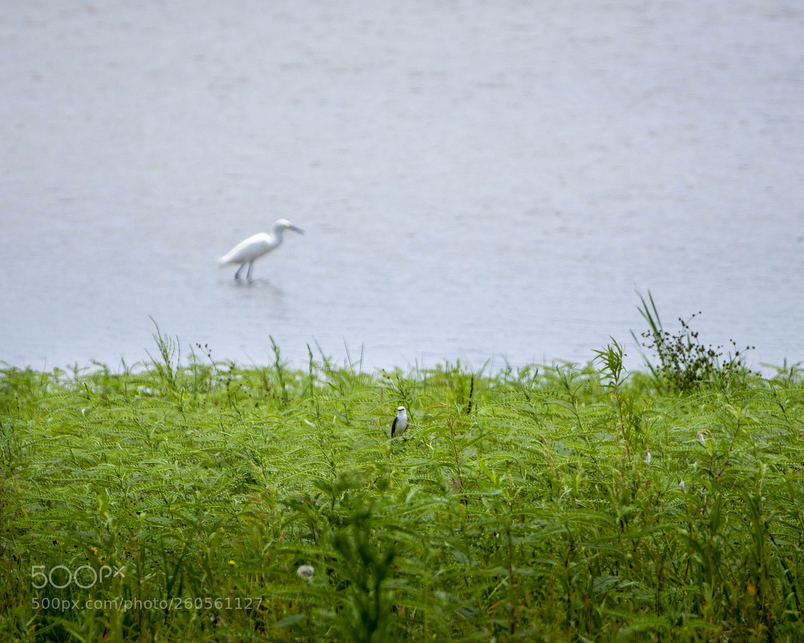 Nikon D7200 sample photo. 2 is better than one photography