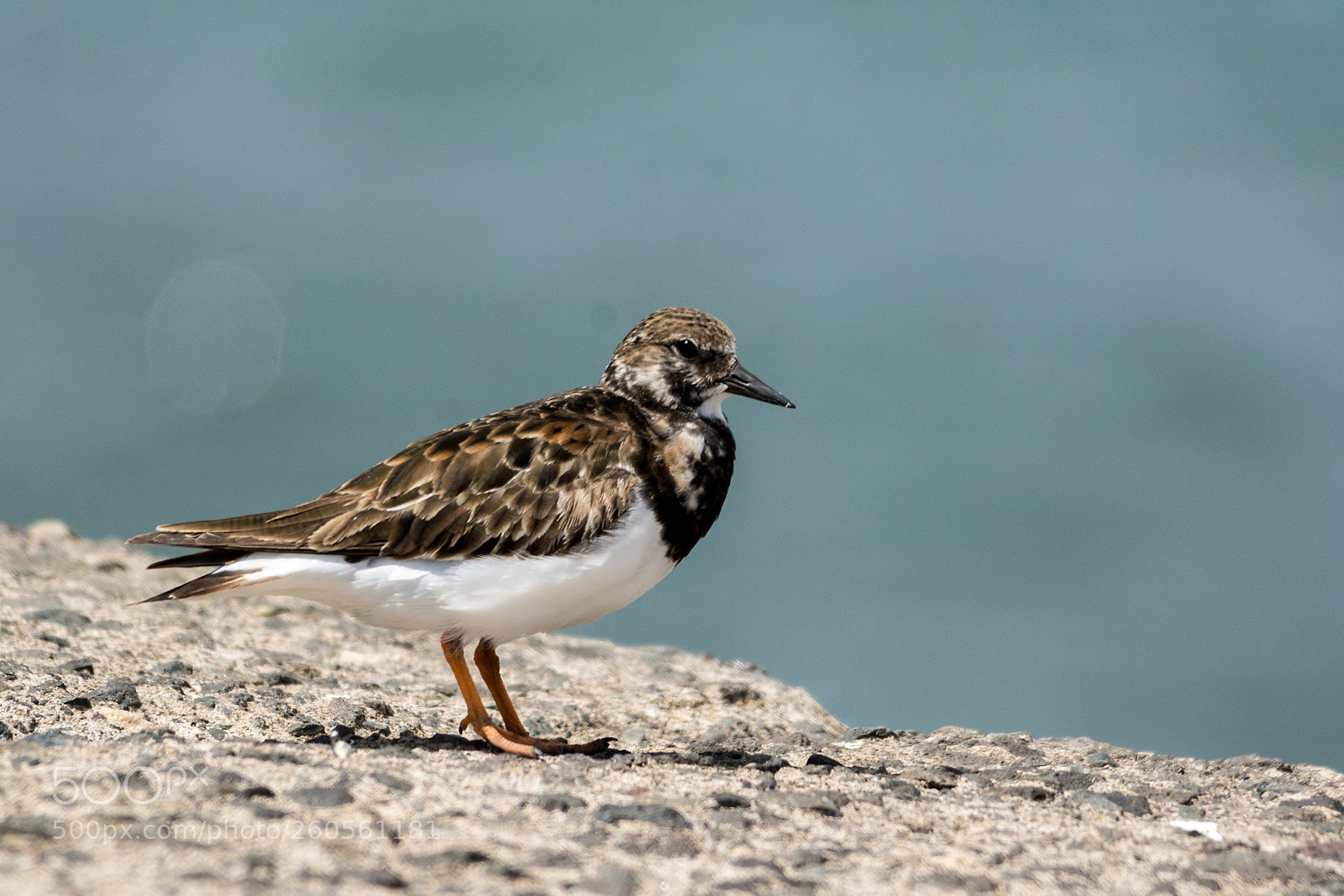 Nikon D7100 sample photo. Ruddy turnstone photography