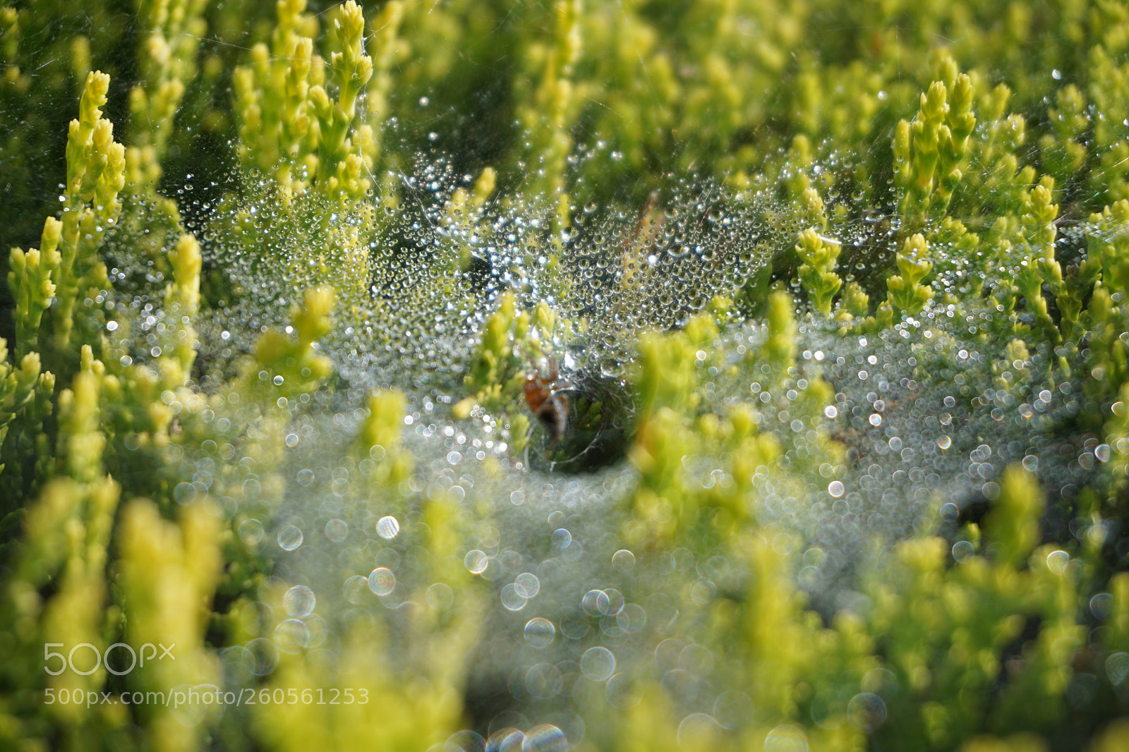 Sony a6000 sample photo. Spider web photography