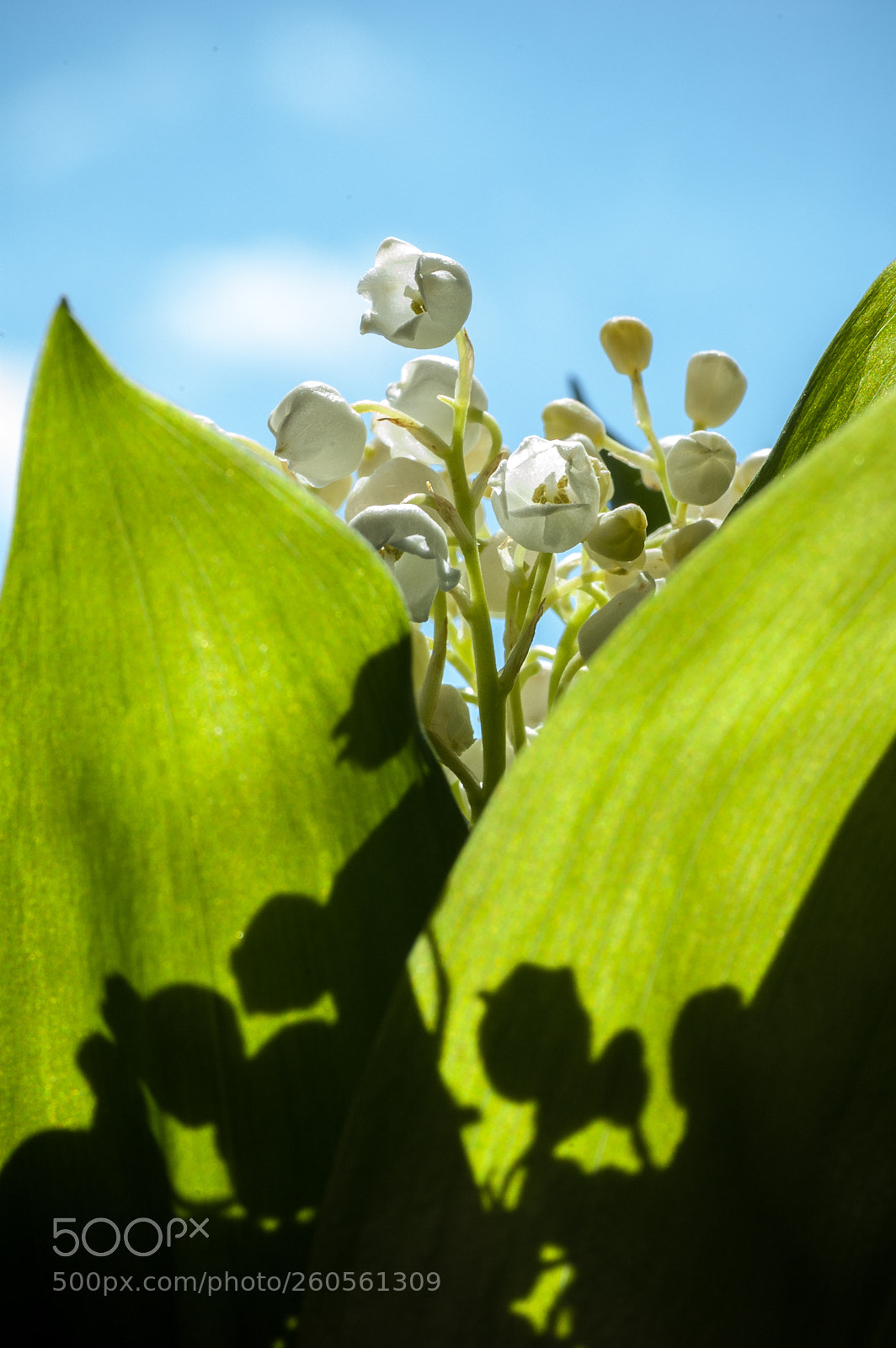 Nikon D70s sample photo. Lily of the valley photography